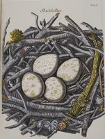 Picture 59 of 107 from Sammlung von Nestern und Eyern verschiedener Vögel: aus den Cabineten des... Herrn.. Schmidels und des Herrn Verfassers (1772), leaf 206