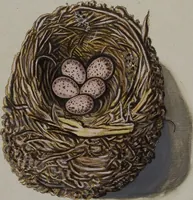 Picture 61 of 107 from Sammlung von Nestern und Eyern verschiedener Vögel: aus den Cabineten des... Herrn.. Schmidels und des Herrn Verfassers (1772), leaf 208