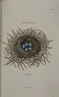 Picture 62 of 107 from Sammlung von Nestern und Eyern verschiedener Vögel: aus den Cabineten des... Herrn.. Schmidels und des Herrn Verfassers (1772), leaf 210