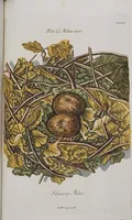 Picture 63 of 107 from Sammlung von Nestern und Eyern verschiedener Vögel: aus den Cabineten des... Herrn.. Schmidels und des Herrn Verfassers (1772), leaf 211