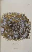 Picture 65 of 107 from Sammlung von Nestern und Eyern verschiedener Vögel: aus den Cabineten des... Herrn.. Schmidels und des Herrn Verfassers (1772), leaf 213