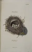 Picture 66 of 107 from Sammlung von Nestern und Eyern verschiedener Vögel: aus den Cabineten des... Herrn.. Schmidels und des Herrn Verfassers (1772), leaf 214