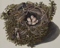 Picture 68 of 107 from Sammlung von Nestern und Eyern verschiedener Vögel: aus den Cabineten des... Herrn.. Schmidels und des Herrn Verfassers (1772), leaf 216