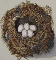 Picture 70 of 107 from Sammlung von Nestern und Eyern verschiedener Vögel: aus den Cabineten des... Herrn.. Schmidels und des Herrn Verfassers (1772), leaf 218