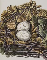 Picture 71 of 107 from Sammlung von Nestern und Eyern verschiedener Vögel: aus den Cabineten des... Herrn.. Schmidels und des Herrn Verfassers (1772), leaf 219