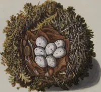 Picture 72 of 107 from Sammlung von Nestern und Eyern verschiedener Vögel: aus den Cabineten des... Herrn.. Schmidels und des Herrn Verfassers (1772), leaf 220