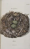 Picture 78 of 107 from Sammlung von Nestern und Eyern verschiedener Vögel: aus den Cabineten des... Herrn.. Schmidels und des Herrn Verfassers (1772), leaf 227