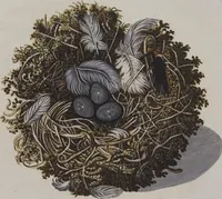 Picture 79 of 107 from Sammlung von Nestern und Eyern verschiedener Vögel: aus den Cabineten des... Herrn.. Schmidels und des Herrn Verfassers (1772), leaf 228