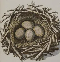 Picture 80 of 107 from Sammlung von Nestern und Eyern verschiedener Vögel: aus den Cabineten des... Herrn.. Schmidels und des Herrn Verfassers (1772), leaf 229