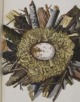 Picture 83 of 107 from Sammlung von Nestern und Eyern verschiedener Vögel: aus den Cabineten des... Herrn.. Schmidels und des Herrn Verfassers (1772), leaf 232