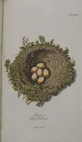 Picture 84 of 107 from Sammlung von Nestern und Eyern verschiedener Vögel: aus den Cabineten des... Herrn.. Schmidels und des Herrn Verfassers (1772), leaf 233