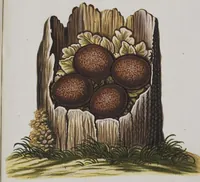 Picture 85 of 107 from Sammlung von Nestern und Eyern verschiedener Vögel: aus den Cabineten des... Herrn.. Schmidels und des Herrn Verfassers (1772), leaf 234