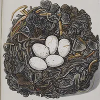 Picture 87 of 107 from Sammlung von Nestern und Eyern verschiedener Vögel: aus den Cabineten des... Herrn.. Schmidels und des Herrn Verfassers (1772), leaf 236