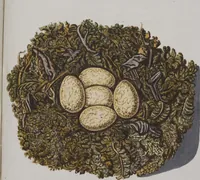Picture 89 of 107 from Sammlung von Nestern und Eyern verschiedener Vögel: aus den Cabineten des... Herrn.. Schmidels und des Herrn Verfassers (1772), leaf 238