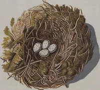 Picture 90 of 107 from Sammlung von Nestern und Eyern verschiedener Vögel: aus den Cabineten des... Herrn.. Schmidels und des Herrn Verfassers (1772), leaf 239
