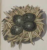 An illustration from Sammlung von Nestern und Eyern verschiedener Vögel: aus den Cabineten des... Herrn.. Schmidels und des Herrn Verfassers (1772)