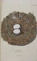 Picture 93 of 107 from Sammlung von Nestern und Eyern verschiedener Vögel: aus den Cabineten des... Herrn.. Schmidels und des Herrn Verfassers (1772), leaf 242