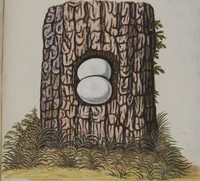 Picture 95 of 107 from Sammlung von Nestern und Eyern verschiedener Vögel: aus den Cabineten des... Herrn.. Schmidels und des Herrn Verfassers (1772), leaf 244