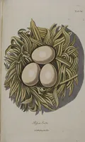 An illustration from Sammlung von Nestern und Eyern verschiedener Vögel: aus den Cabineten des... Herrn.. Schmidels und des Herrn Verfassers (1772)
