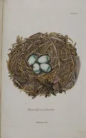 Picture 98 of 107 from Sammlung von Nestern und Eyern verschiedener Vögel: aus den Cabineten des... Herrn.. Schmidels und des Herrn Verfassers (1772), leaf 247
