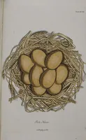 Picture 101 of 107 from Sammlung von Nestern und Eyern verschiedener Vögel: aus den Cabineten des... Herrn.. Schmidels und des Herrn Verfassers (1772), leaf 250