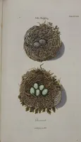 An illustration from Sammlung von Nestern und Eyern verschiedener Vögel: aus den Cabineten des... Herrn.. Schmidels und des Herrn Verfassers (1772)