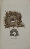 Picture 106 of 107 from Sammlung von Nestern und Eyern verschiedener Vögel: aus den Cabineten des... Herrn.. Schmidels und des Herrn Verfassers (1772), leaf 255