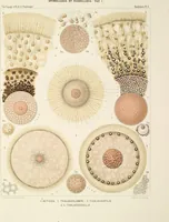 An illustration from (Band 2): Grundriss einer allgemeinen Naturgeschichte der Radiolarien (1887)