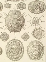 An illustration from (Band 2): Grundriss einer allgemeinen Naturgeschichte der Radiolarien (1887)