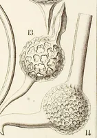 Picture 3 of 29 from (Band 2): Grundriss einer allgemeinen Naturgeschichte der Radiolarien (1887), leaf 285
