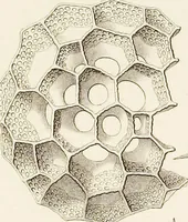 Picture 4 of 29 from (Band 2): Grundriss einer allgemeinen Naturgeschichte der Radiolarien (1887), leaf 312