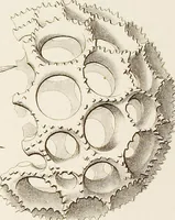 Picture 5 of 29 from (Band 2): Grundriss einer allgemeinen Naturgeschichte der Radiolarien (1887), leaf 312