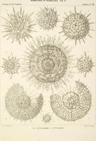 Picture 6 of 29 from (Band 2): Grundriss einer allgemeinen Naturgeschichte der Radiolarien (1887), leaf 321