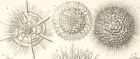 An illustration from (Band 2): Grundriss einer allgemeinen Naturgeschichte der Radiolarien (1887)