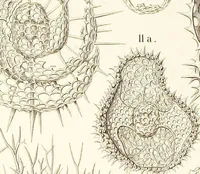 Picture 8 of 29 from (Band 2): Grundriss einer allgemeinen Naturgeschichte der Radiolarien (1887), leaf 336