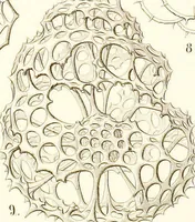 Picture 9 of 29 from (Band 2): Grundriss einer allgemeinen Naturgeschichte der Radiolarien (1887), leaf 336