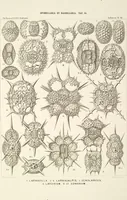 An illustration from (Band 2): Grundriss einer allgemeinen Naturgeschichte der Radiolarien (1887)