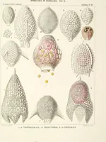 An illustration from (Band 2): Grundriss einer allgemeinen Naturgeschichte der Radiolarien (1887)
