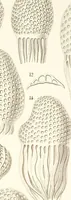 An illustration from (Band 2): Grundriss einer allgemeinen Naturgeschichte der Radiolarien (1887)