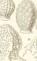 An illustration from (Band 2): Grundriss einer allgemeinen Naturgeschichte der Radiolarien (1887)