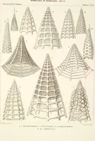 Picture 14 of 29 from (Band 2): Grundriss einer allgemeinen Naturgeschichte der Radiolarien (1887), leaf 348
