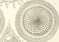 Picture 16 of 29 from (Band 2): Grundriss einer allgemeinen Naturgeschichte der Radiolarien (1887), leaf 354