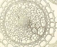 An illustration from (Band 2): Grundriss einer allgemeinen Naturgeschichte der Radiolarien (1887)