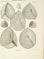 Picture 18 of 29 from (Band 2): Grundriss einer allgemeinen Naturgeschichte der Radiolarien (1887), leaf 369