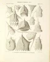 Picture 19 of 29 from (Band 2): Grundriss einer allgemeinen Naturgeschichte der Radiolarien (1887), leaf 384