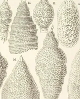 An illustration from (Band 2): Grundriss einer allgemeinen Naturgeschichte der Radiolarien (1887)