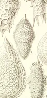 Picture 21 of 29 from (Band 2): Grundriss einer allgemeinen Naturgeschichte der Radiolarien (1887), leaf 402