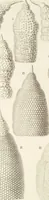 Picture 22 of 29 from (Band 2): Grundriss einer allgemeinen Naturgeschichte der Radiolarien (1887), leaf 408