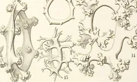 Picture 23 of 29 from (Band 2): Grundriss einer allgemeinen Naturgeschichte der Radiolarien (1887), leaf 411