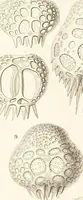 Picture 24 of 29 from (Band 2): Grundriss einer allgemeinen Naturgeschichte der Radiolarien (1887), leaf 426